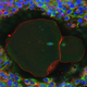 A lab-grown fully matured human egg ready for fertilization. (Image: David Albertini/University of Edinburgh)
